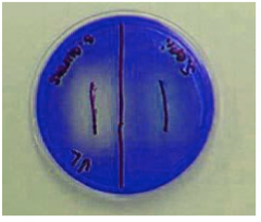 Staphylococcus aureus
gives
a positive DNase

reaction (show by clearing
a dye in the medium.



The
DNase produced
by Staphylococcus
aureus is

also thermostable.