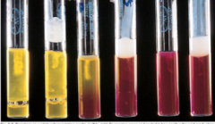 








Oxidative-Fermentative
Test





Results for Staph and Micrococcus