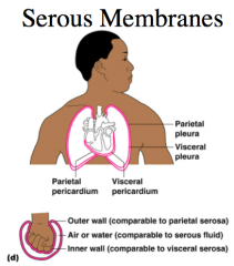 Serous Membrane