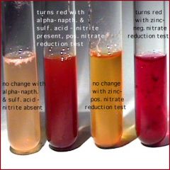 Nitrate reduction
Test results
