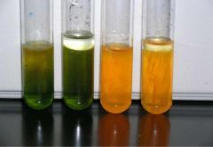 #27Phenylalanine deamination
Test results