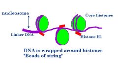 ~200 nucleotide pairs of DNA between linker DNA and furthest end of core histone
