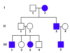 What is this called?
What does the square represent?
What does the circle represent?
What does a fill-in symbol represent?
What kind of inheritance pattern is this?
Using 'A' for a dominant allele, what is the genotype for:
a) generation II, indiv...