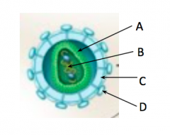 For each letter label the part of this HIV virus and what it is made of.
Word Bank:
Protein
Envelope
Glycoprotein
Phospholipid
Genome
Capsid
Receptor
RNA