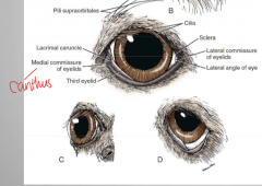 1. palpebral fissure: opening b/w upper and lower eyelid
 
2. canthus: junction of eyelids--lateral and medial
 
3. lacrimal caruncle: soft tissue prominence @ medial canthus, may contain fine hairs