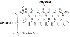 Glycerol (3-C) 
2 fatty acids (long hydrocarbon) 
Phosphate group