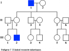 a graphic representation of genetic inheritance