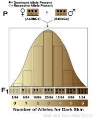 traits controlled by 2 or more genes each gene being controlled by 2 or more alleles
The bell curve 
Ex: hair color, eyecolor, skin color, height in humans
