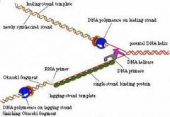 Enzyme that untwists the DNA