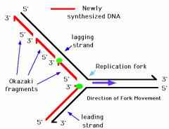 Fragments on the lagging strand caused by DNA polymerase