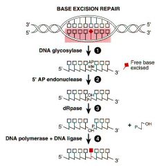 DNA repair method: DNA Glycosylase initiates the repaire - recognizes and removes specific damaged/innappropriate bases.


This forms AP sites


AP sites cleavaged by AP endonuclease.


Resolting single strand has correct nucleotide added by...