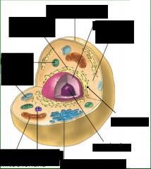 label the animal cell