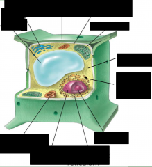label the plant cell