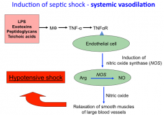 Lack of blood to brain

The action of TNF-a on endothelial cells causes the production of nitric oxide which induces vascular smooth muscle to relax