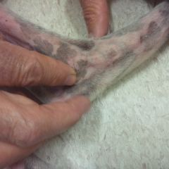 Hock flexed, in a depression immediately distal and right on the back of the medial malleolus.
* it is lower than KID-3