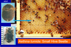-Larvae tunnel through comb with stored honey or pollen, damaging or destroying cappings and comb. -Larvae defecate in honey and the honey becomes discolored from the feces. 
-Activity of the larvae causes fermentation and a frothiness in the hon...