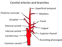1. posterior auricular
2. occipital
3. superficial temporal
4. maxillary
5. facial
6. lingual
7. superior thyroid
8. ascending pharyngeal