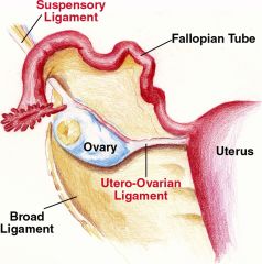 -the nerves and vessels supplying the ovary are delivered through the SUSPENSORY LIGAMENT OF THE OVARY

-so in removal of an ovarian mass, a surgeon should ligate the suspensory ligament to avoid excessive bleeding