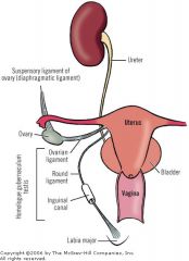 Suspensory ligament of ovary