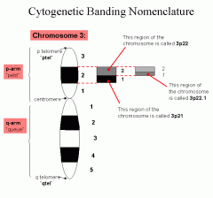 G-light band
G-dark band
Telomere
Centromere
p (short arn)
q(long arm)