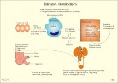 -liver takes up indirect/unconjugated bilirubin through a passive process – secretes direct/conjugated bilirubin through an ACTIVE process

-unconjugated bilirubin is virtually insoluble in water at physiologic pH – tightly complexed to seru...