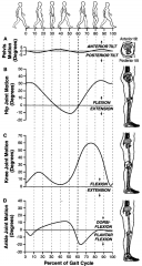 Sagittal Plane Lower Extremity Kinematics During Gait Cycle (4)