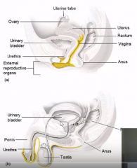 ●Sites that harbor microflora
       - Females  - Vagina and outer opening of urethra
       - Males - Anterior urethra
  ●  Changes in physiology influence the composition of the normal flora
       - Vagina (estrogen, glycogen, pH)