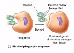 ●  Initial response of host defenses comes from phagocytes 
● Antiphagocytic factors  - used to avoid phagocytosis
●  Species of Staphylococcus and Streptococcus produce leukocidins,  toxic to white blood cells
● Slime layer  or capsule - ...