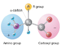 Both the amino and carboxyl groups are attached to the alpha-carbon atom of a carboxylic acid.
