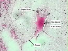 - dendrite
- axon
- nucleus