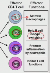 TH17 is adaptive immune response that is using neutrophils (NOT acute inflammation)

Treg is inhibiting immune responses (reg for regulation)
