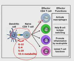 (cytokines released in order)
Th1 IFNdelta
Th2 - IL-4, IL-5 class switching and B cell proliferation
Th17 - IL-17 strong chemoattractant for neutrophils
Treg- transforming growth factor beta - most potent inhibitor (IL-10 is potent too)