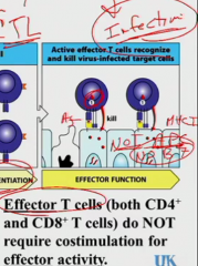 These are NOT APC so they're NOT going to have B7. When cell is in effector T cell mode, it only needs signal 1 (from the 3 point contact MHC Class I) to act

(this is true for activated CD4 T cells too)