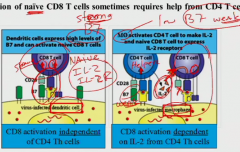 if it's activated by a dendritic cell which has high levels of B7 -> strong co-stimulatory signal 1 and 2 (lots of molecules interacting) -> lots of IL-2 and strong IL-2R

macrophages have low B7 -> fine signal 1 but weak co-stimulatory signal 2...