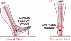 1. Plantarflexion torque
2. Eversion torque