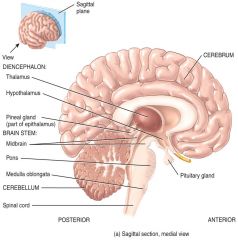 Cerebrum (largest part)Diencephalon 
Brain Stem 
Cerebellum 
