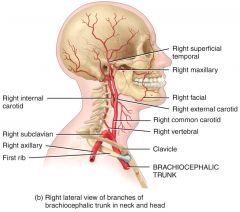 Blood flows to the brain via the vertebral and carotid arteries and flows back to the heart via the 