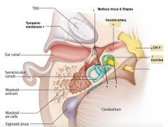 Refer to the diagram of the ear. Which structure is MOST likely to be involved in the most common form of hearing loss in

elders?
