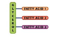 - Glycerol backbone and 3 fatty acid chains