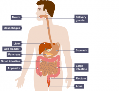 

   Human  Digestive        System