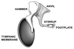 three smallest bones in your body and they are attached to the tympanic membrane:
Malleus/Hammer
Incus/Anvil
Stapes/Stirrup