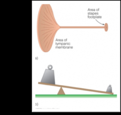 the tympanic membrane is much larger than the footplate of the stapes!  The area of the eardrum is 20 times larger than the footplate of the stapes.

This size difference improves sound transmission (increases volume) by focusing the vibratory a...
