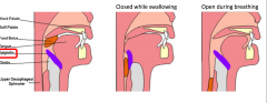 When air pass through. When swallowing something epiglottis (lies on top of glottis) flops down to deflect food away from trachea into esophagus so can swallow it