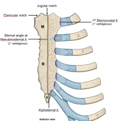 superior: manubrium (jugular notch, clavicular notch, 1st sternocostal joint [no movement with cartiledge to fix with rib cage])
Body, meets manumbrium at manubriosternal joint (sternal angle), some movement, 2nd rib at sternal angle. Ribs 3-7 art...
