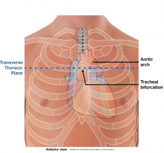 transverse plane from the sternal angle back to the intervertebral disk between T4/T5
marks location of bifurcation of trachea into bronchi, the aortic arch (beginning and end)