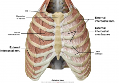 from above rib to below, hand in pocket orientation (lateral to medial down)
don't extend to sternum, replaced by thin external intercostal membrane
raise ribs in forced inspiration