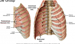 3 muscle groups connected by membrane
anterior group: transversus thoracis
laterally: innermost intercostal muscles
posterior group: subcostal muscles (forced expiration)