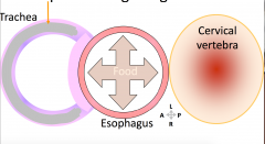 As food goes down esophagus, esophagus has to expand (pushing forward on track when swallow) 