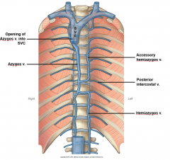 different on left/right side, drain most of thoracic wall
Left: to accessory hemiazygos vein or hemiazygos vein, cross midline on vertebra
Right: azygos vein, drains into superior vena cava
