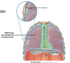 3 compartments: 2 lateral (contain lungs and pleural sacs, majority of space) and mediastinum